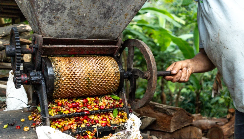 Farmer man pulping Colombian coffee beans with a pulper on a farm