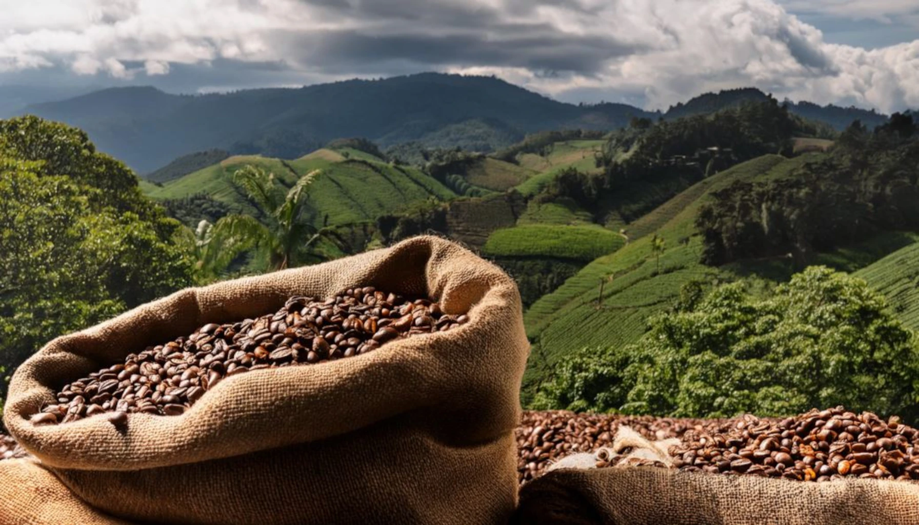 Where Can I Buy Colombian Coffee